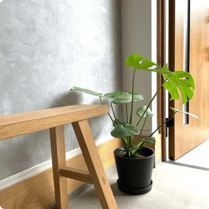 玄関におすすめの観葉植物