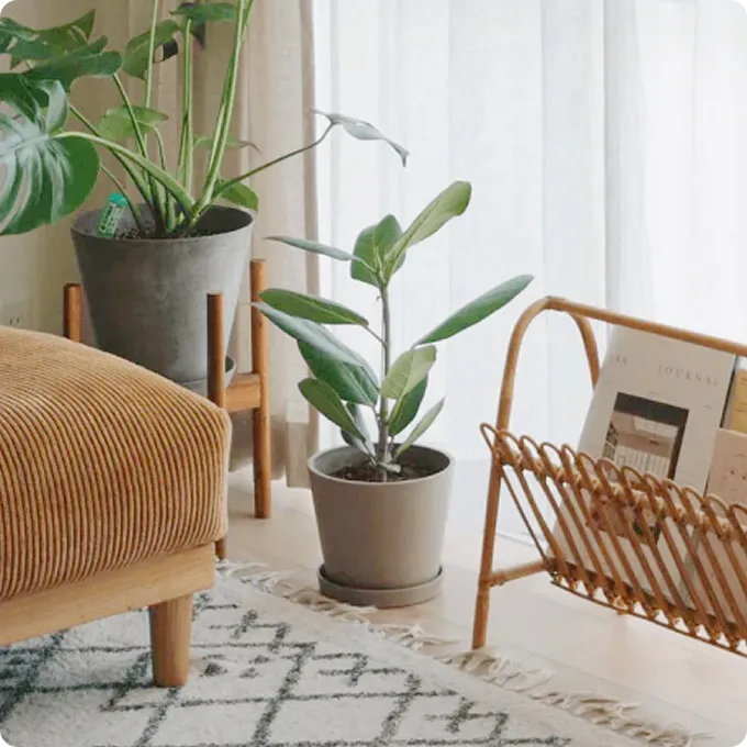 リビングにおすすめの観葉植物