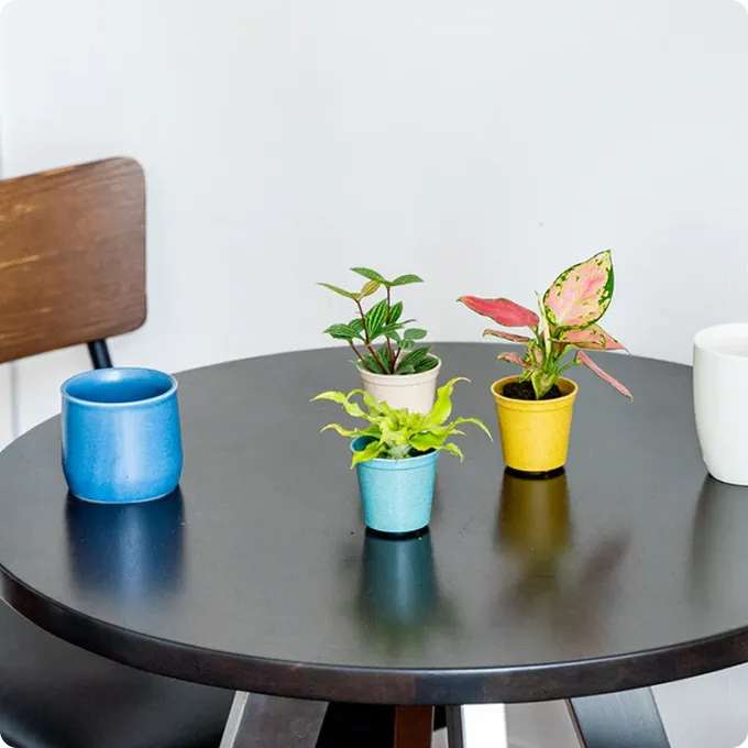 卓上におすすめの観葉植物