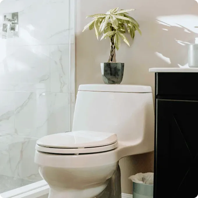 トイレにおすすめの観葉植物