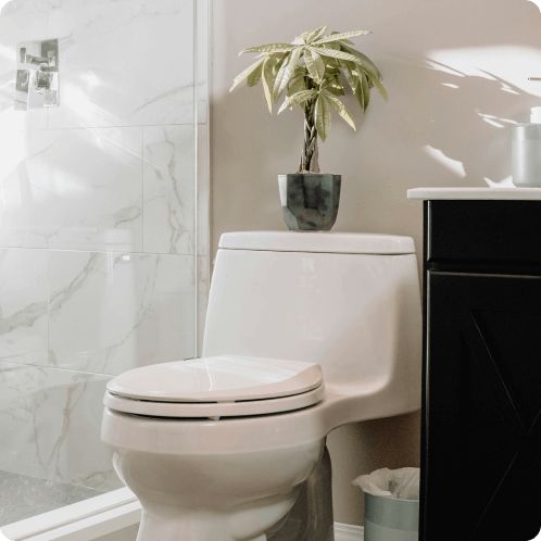 におすすめの観葉植物