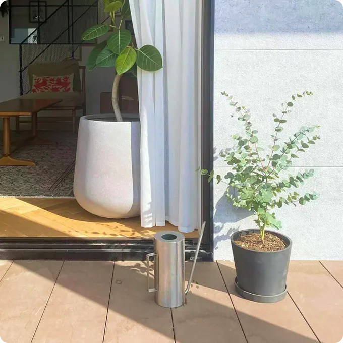 ベランダにおすすめの観葉植物