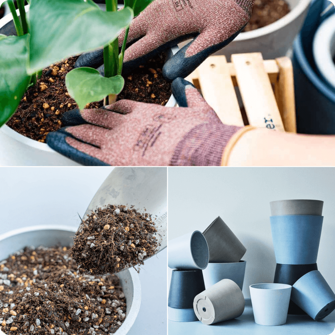 sunflowers_service_img_01