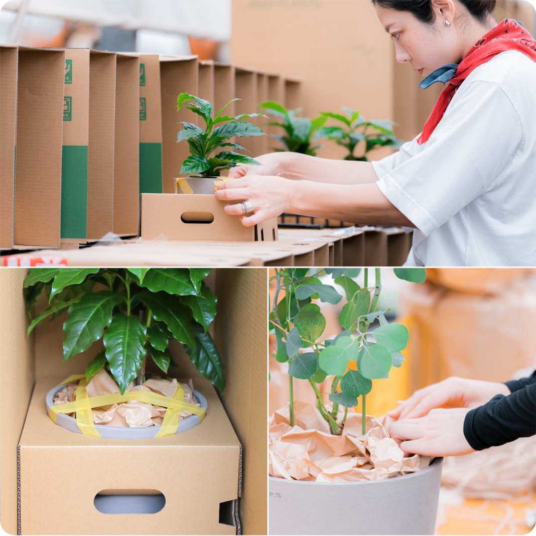 sunflowers_service_img_01