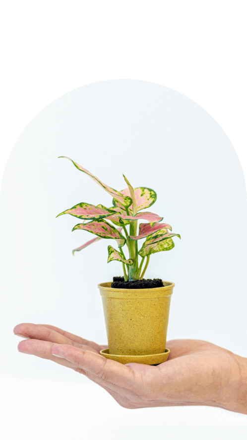 2号(Babyサイズ)の観葉植物