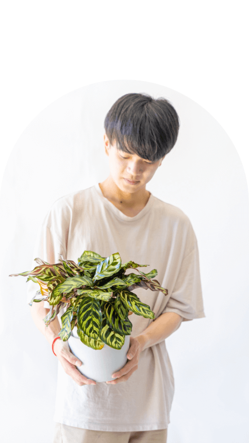 5号(Table-Lサイズ)の観葉植物