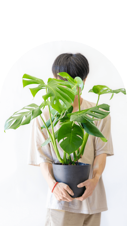 6号(Sサイズ)の観葉植物