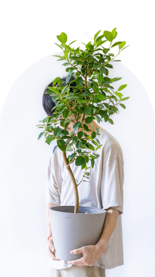 8号(Mサイズ)の観葉植物