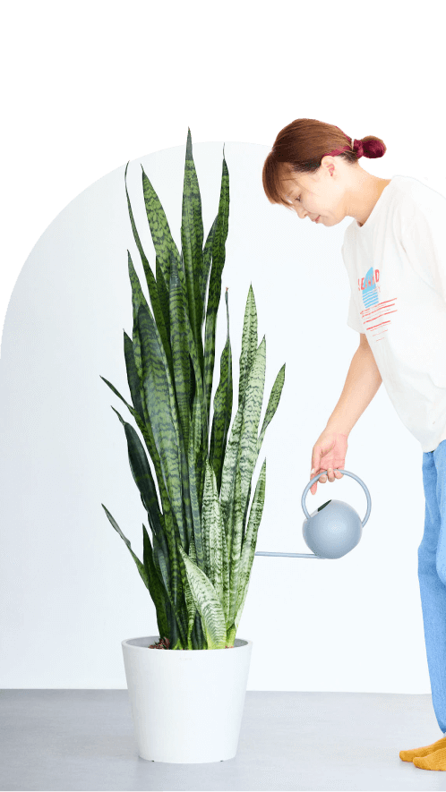 12号(Lサイズ)の観葉植物