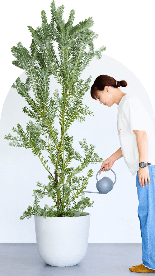 13号(XLサイズ)の観葉植物