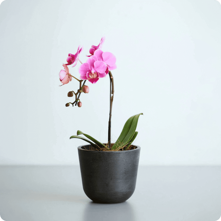 胡蝶蘭の誕生日ギフト