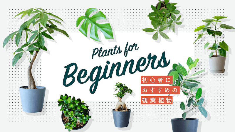 初心者にもオススメな観葉植物特集