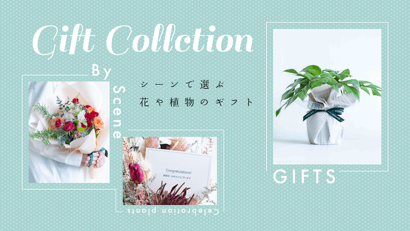 ギフトに最適な観葉植物特集