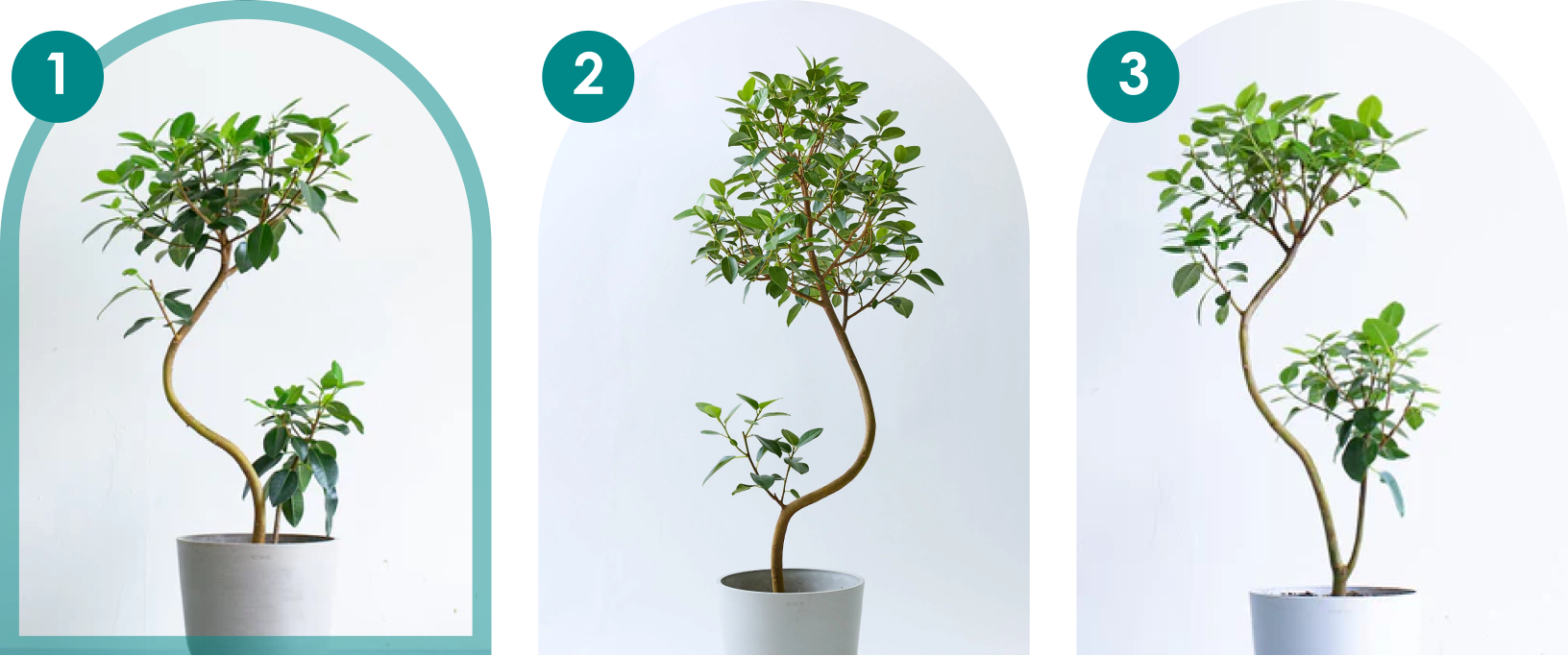 フランスゴムの木まがりM