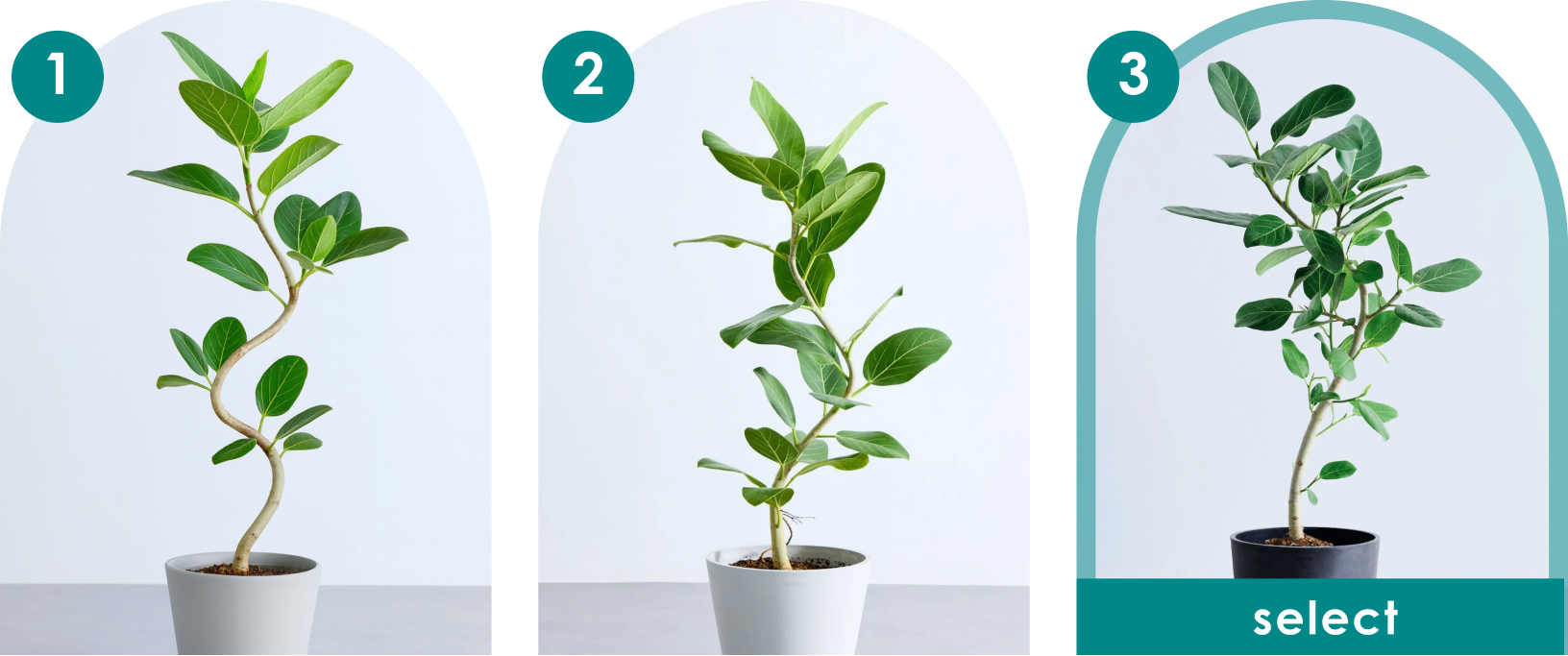 フィカス・ベンガレンシスまがりM