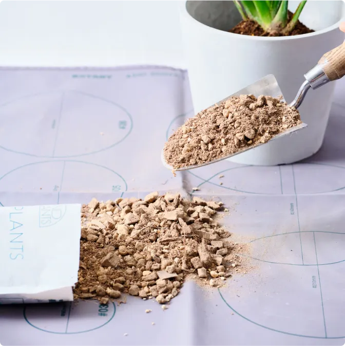 sunflowers_features_img_02