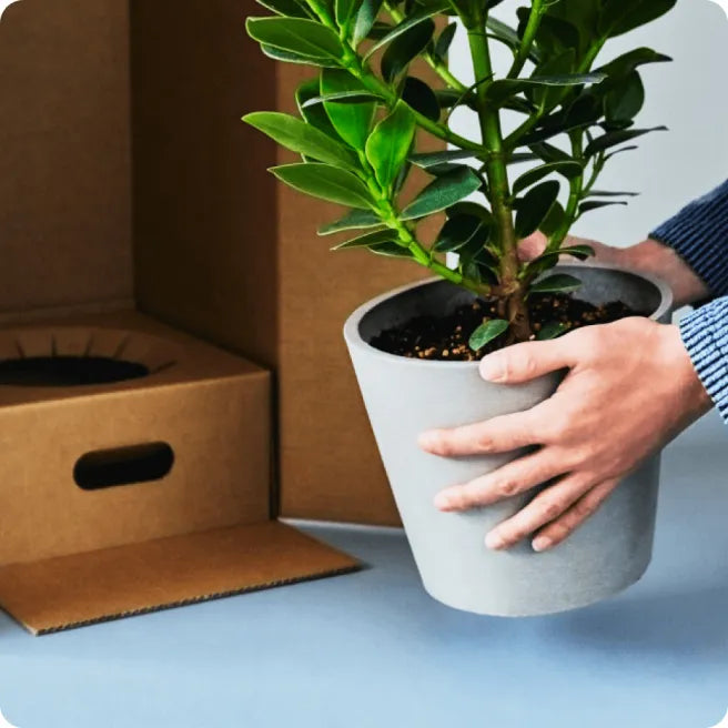 sunflowers_service_img_01