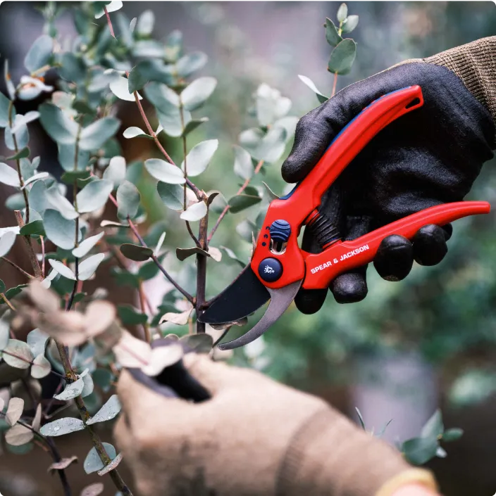 sunflowers_features_img_02