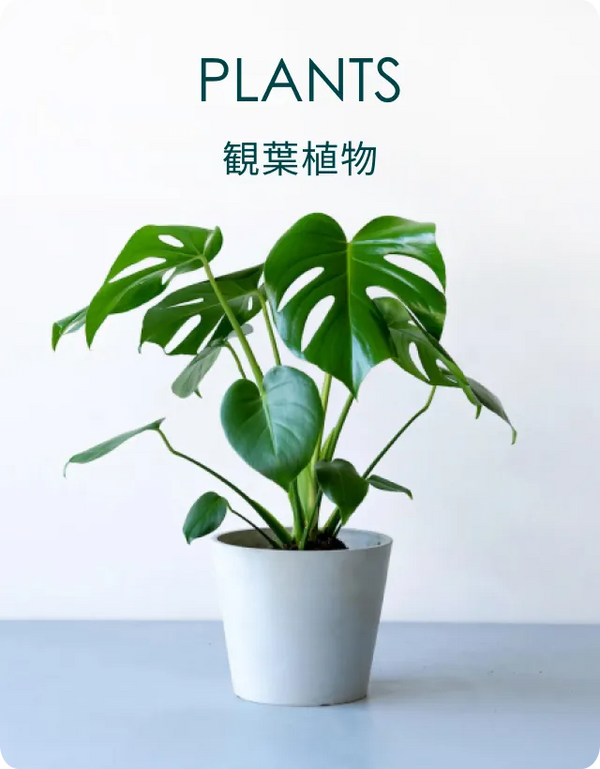 観葉植物