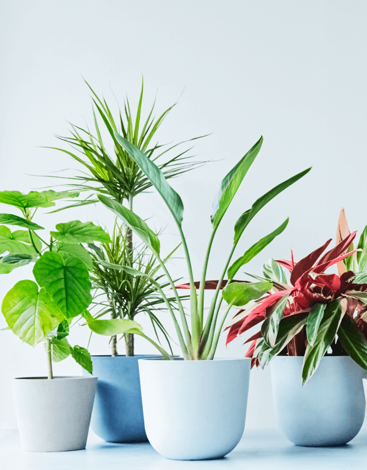 ALL PRODUCTS | 観葉植物ブランドAND PLANTS