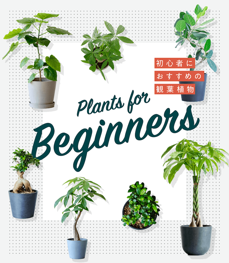 初心者にもオススメな観葉植物特集