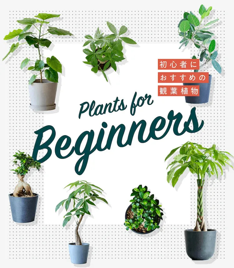 初心者におすすめの観葉植物