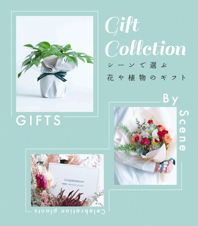 ギフトに最適な観葉植物特集